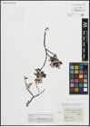 Foto von Salix arbuscula L.